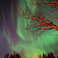 Spirits of the Night